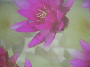Utopia Vellum A4 Pink Water Lily pk 25