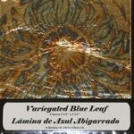 La D'ore Variegated Blue Leaf (pk 6 leaves)
